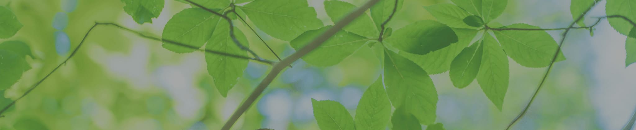 サステナビリティ推進担当役員メッセージ